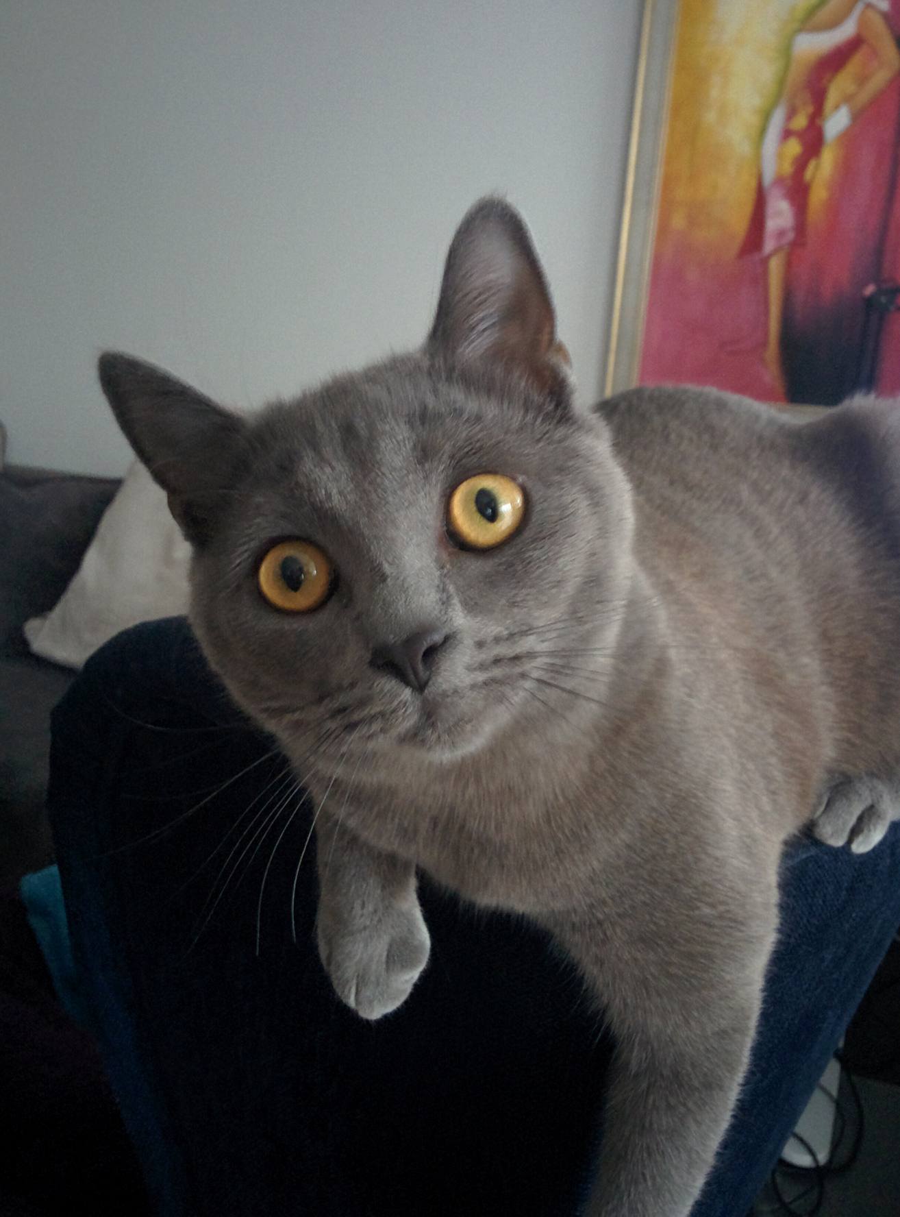 Programistka Luna